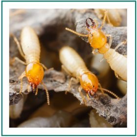 protection contre les termites